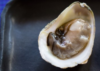 Oyster